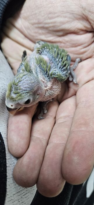 Agapone criado a mão