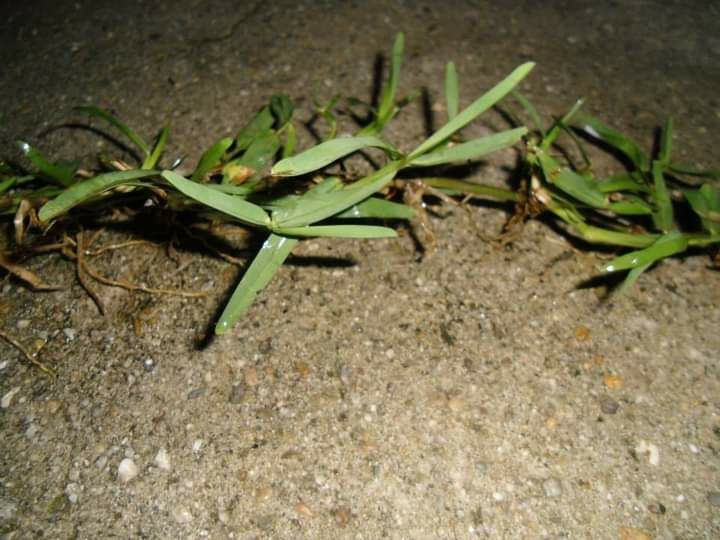 Relva Plantar em pés