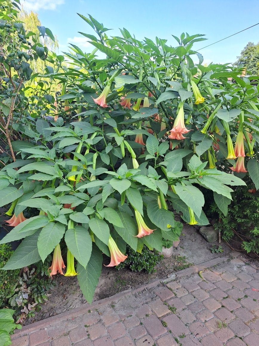 Datura olbrzymią różowa