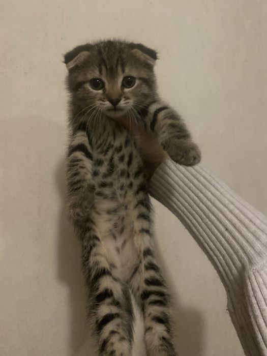 Радость в дом к деткам