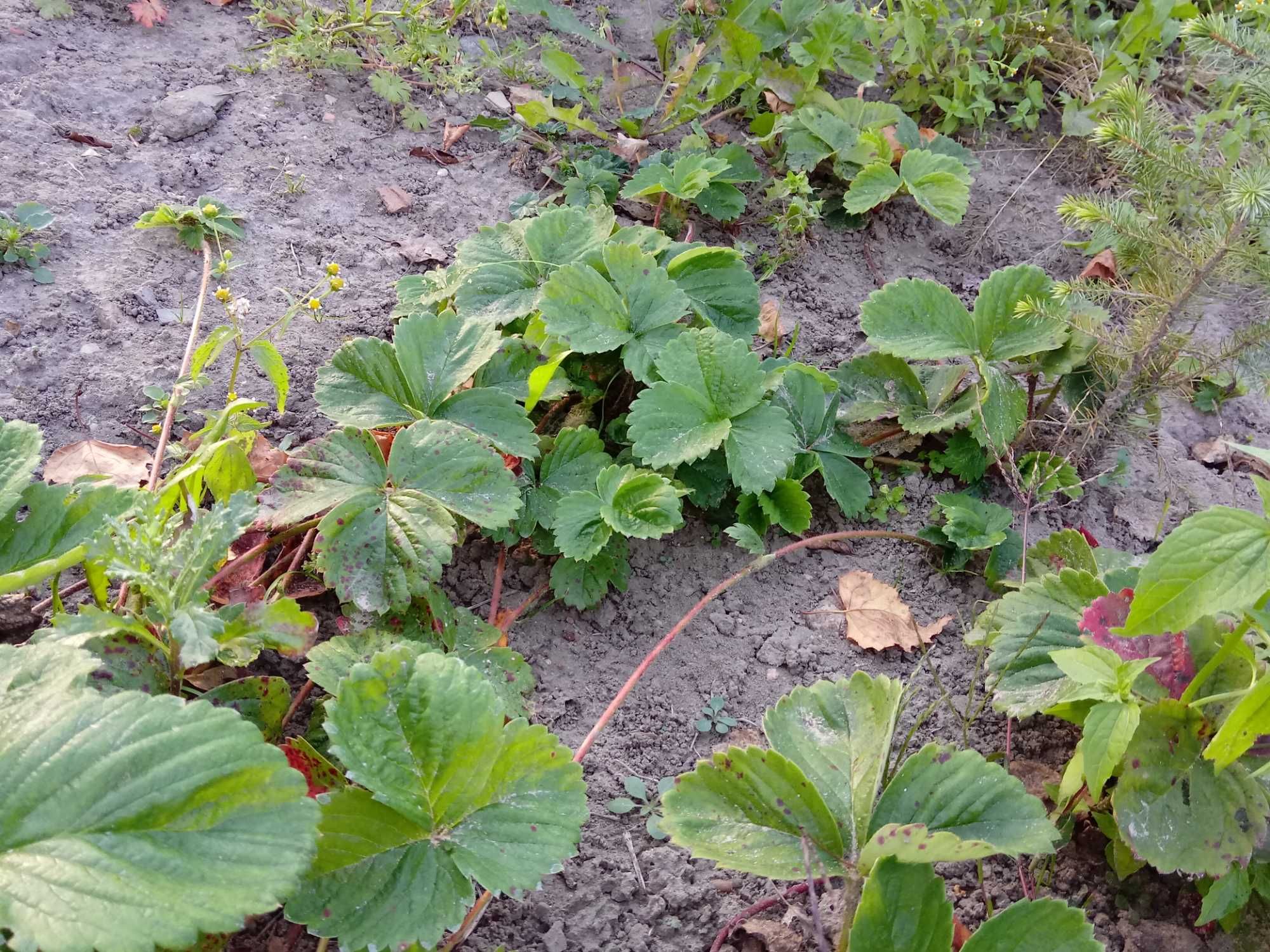 sadzonki truskawki Elkat, Dukat, Elsanta i Ariadna