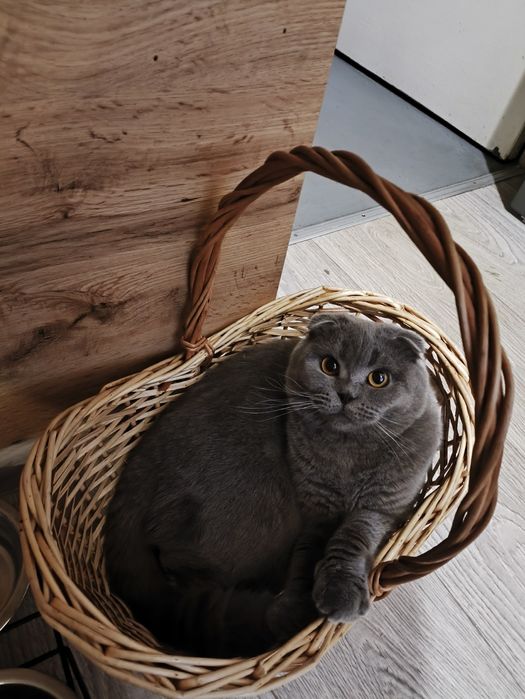 Висловуха шотландка на розведення