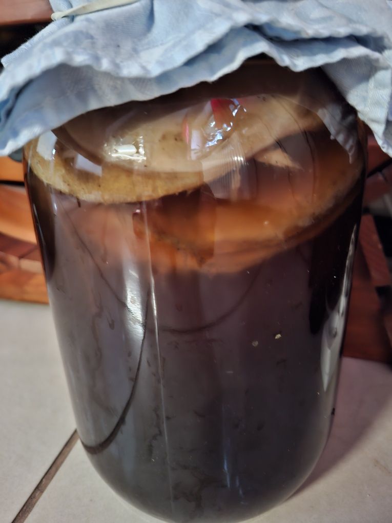 Kombucha grzybek herbaciany