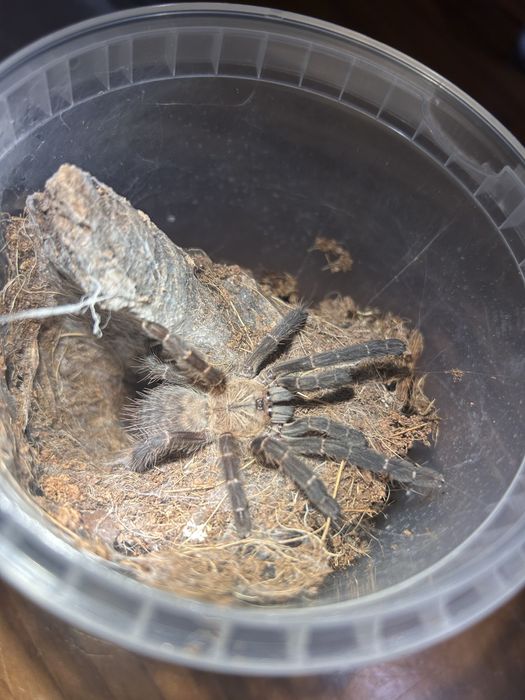 Phormingochilus hati hati [ex. Cyriopagopus]