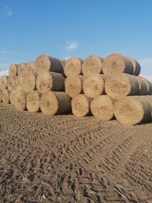 Słoma rzepakowa w belach