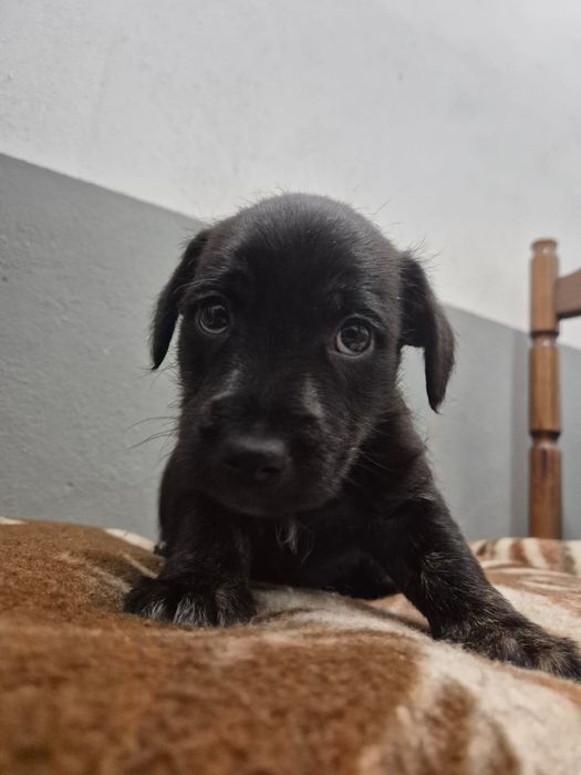 Maluchy w schronisku! Szczeniaki nie urosną duże. Uratuj je!