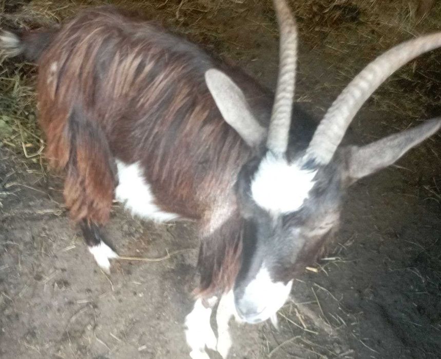 ПРОДАЮ кіз. беез запаху