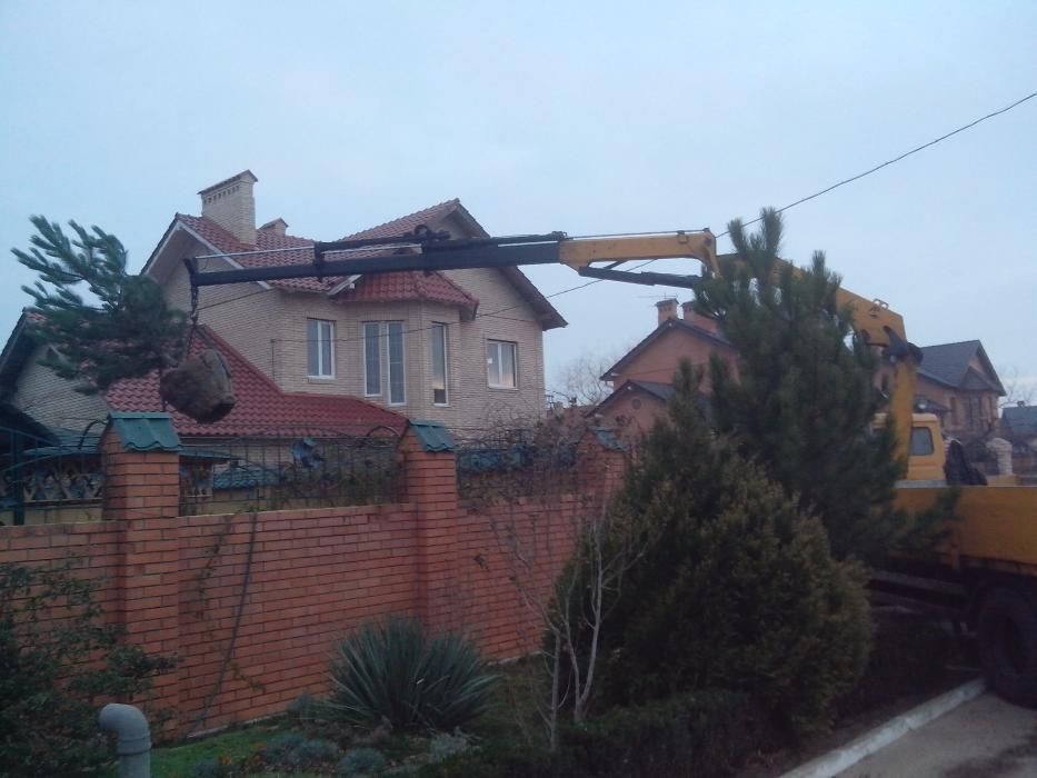 Сажанці сосна кримська Береза клен липа платан Туя