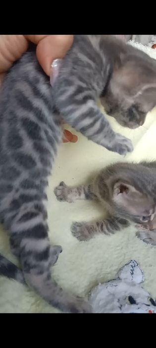 Продам шикарних бенгальских котят голубого коляру
