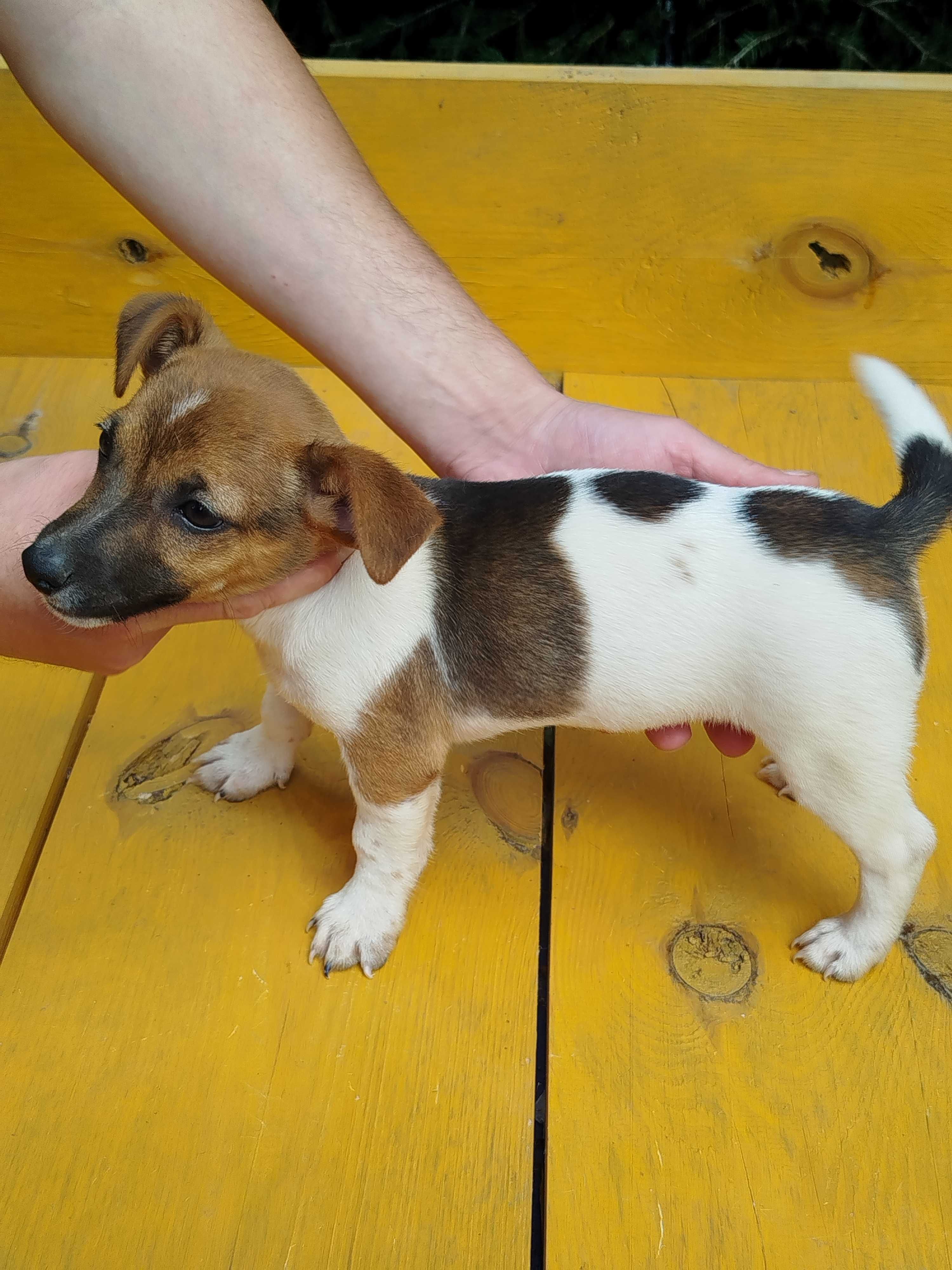 Jack Russell Terrier piesek tel.-5.7.5.3.0.2.0.3.9.