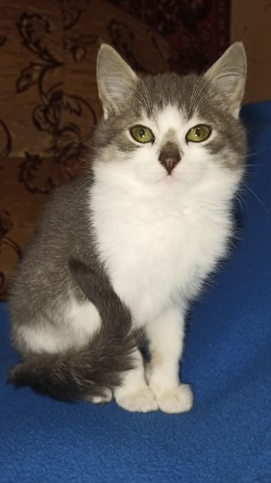 Кот, кошка, котята отдам даром в хорошие руки