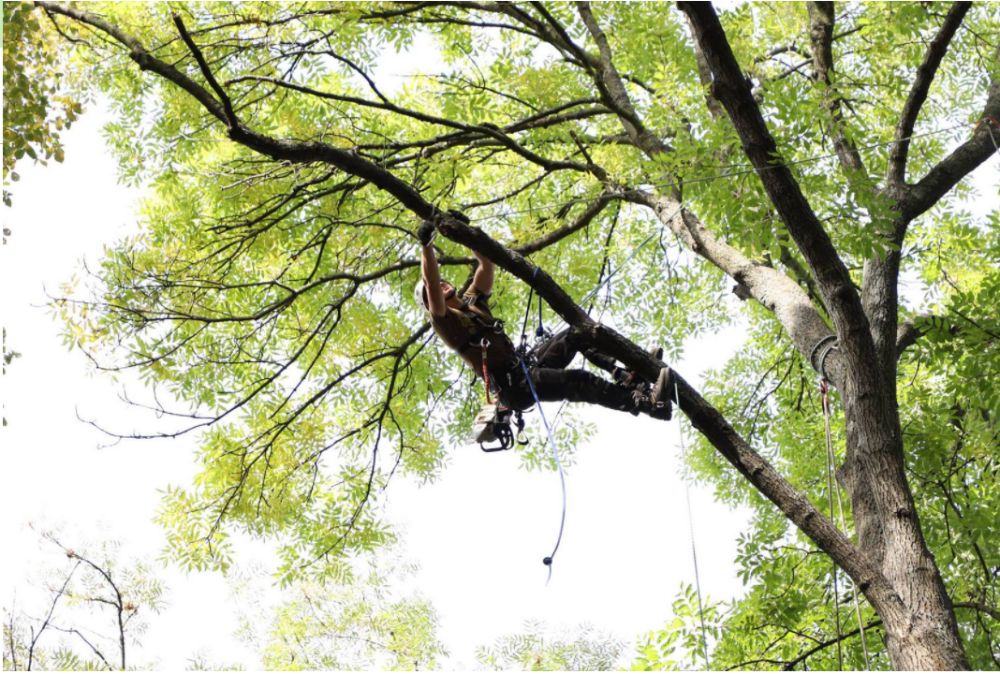 Корчевание пней Утилизация веток Спил деревьев Расчистка дач домов