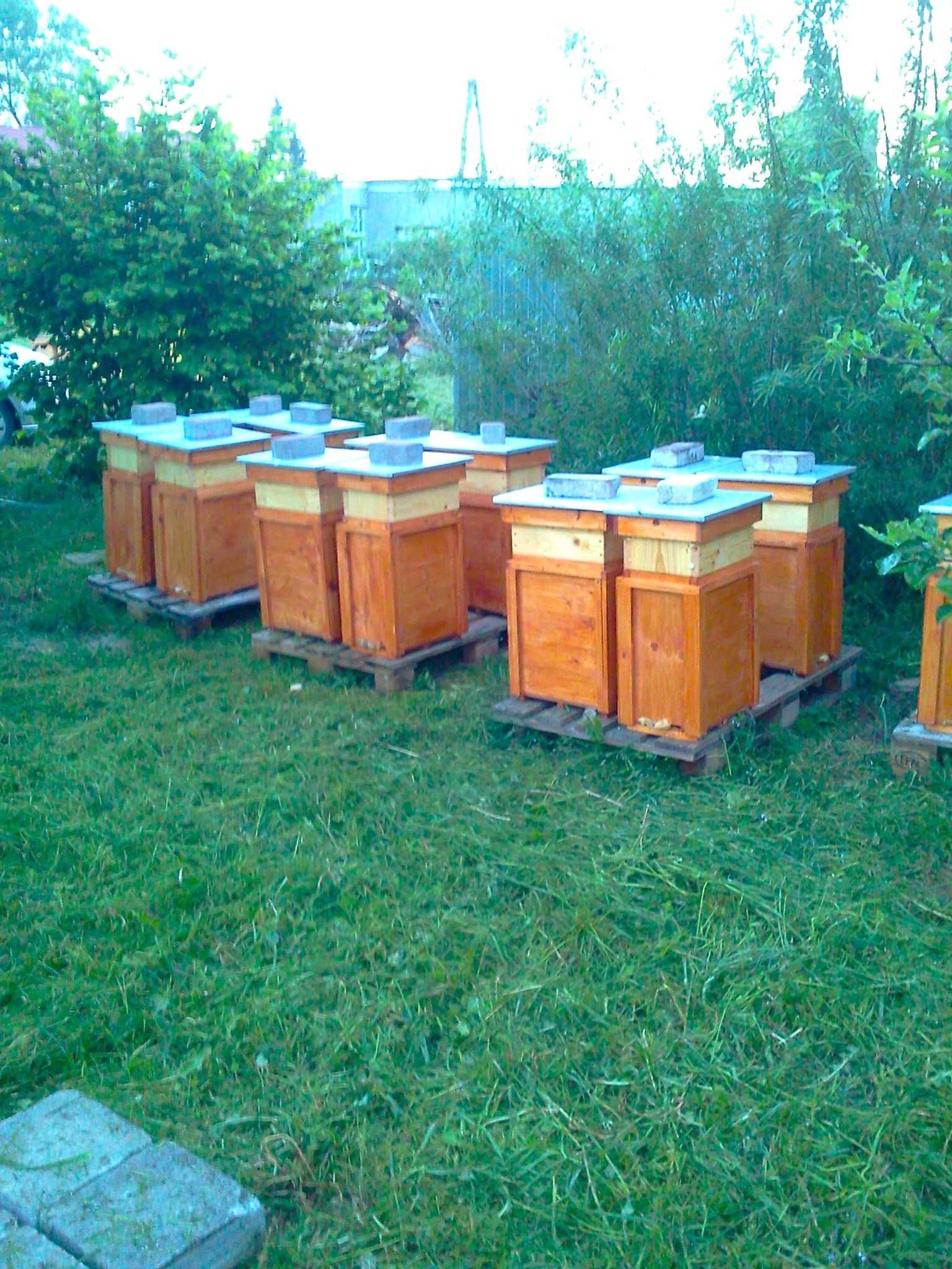 Odkłady pszczele 2024 warszawskie