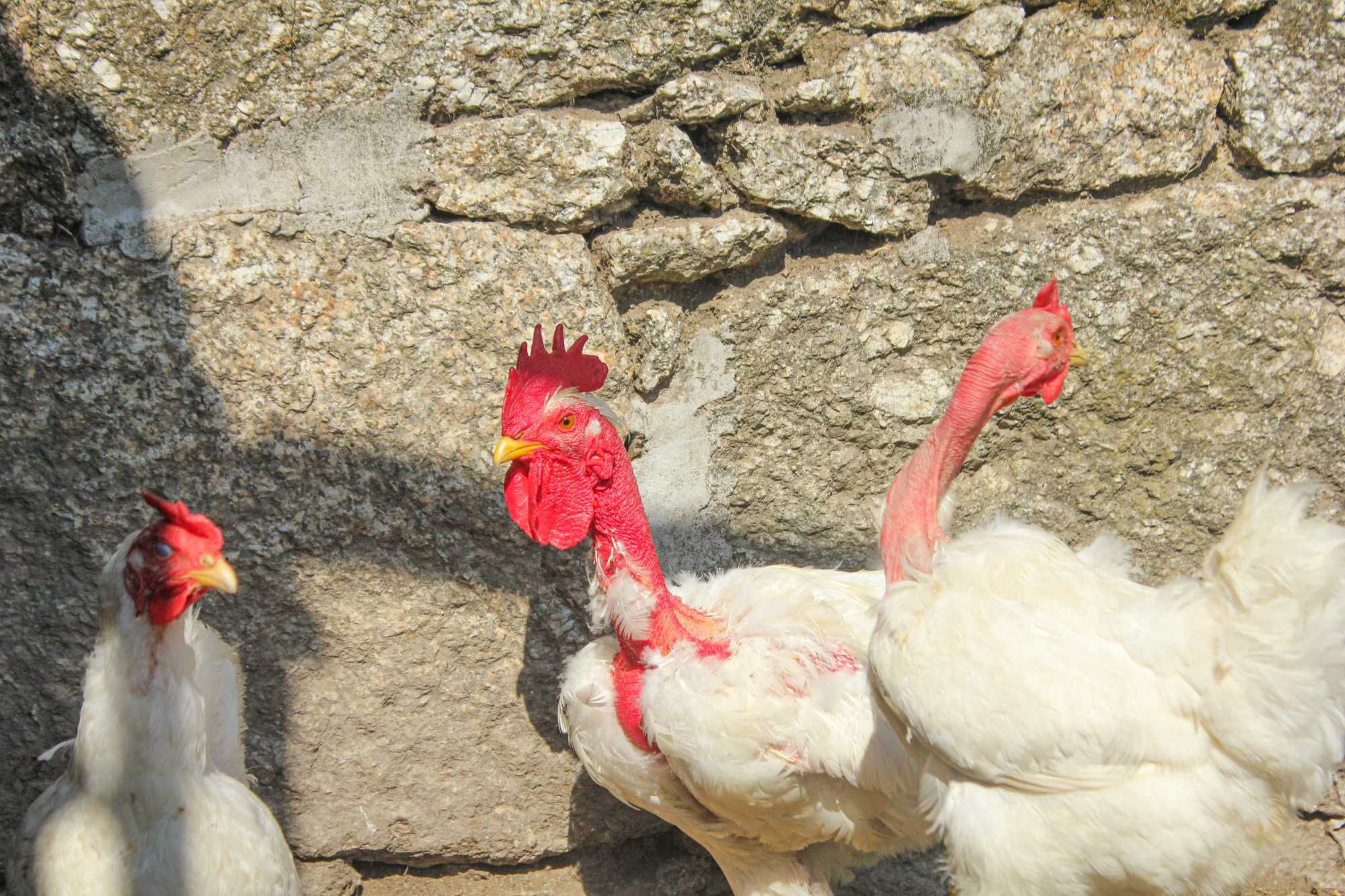 Ovos caseiros de raças portuguesas, venda à porta!