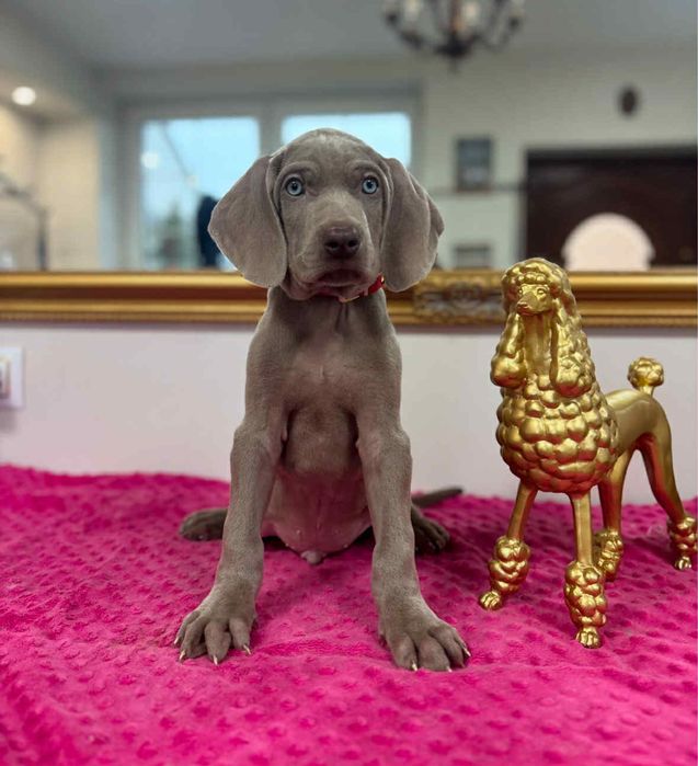 Wyżeł weimarski szczenie