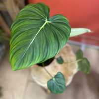 philodendron gloriosum - filodendron DØ15 cm