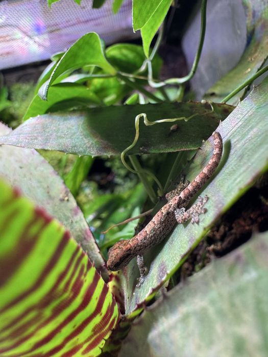 Gekon płaczący Lepidodactylus lugubris
