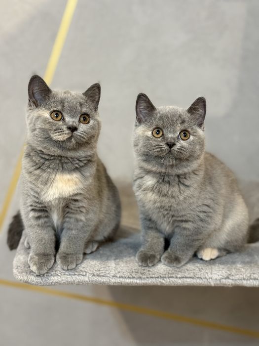 Kotka brytyjskia krótkowłosa – niebieski szylkret, gotowe na nowy dom