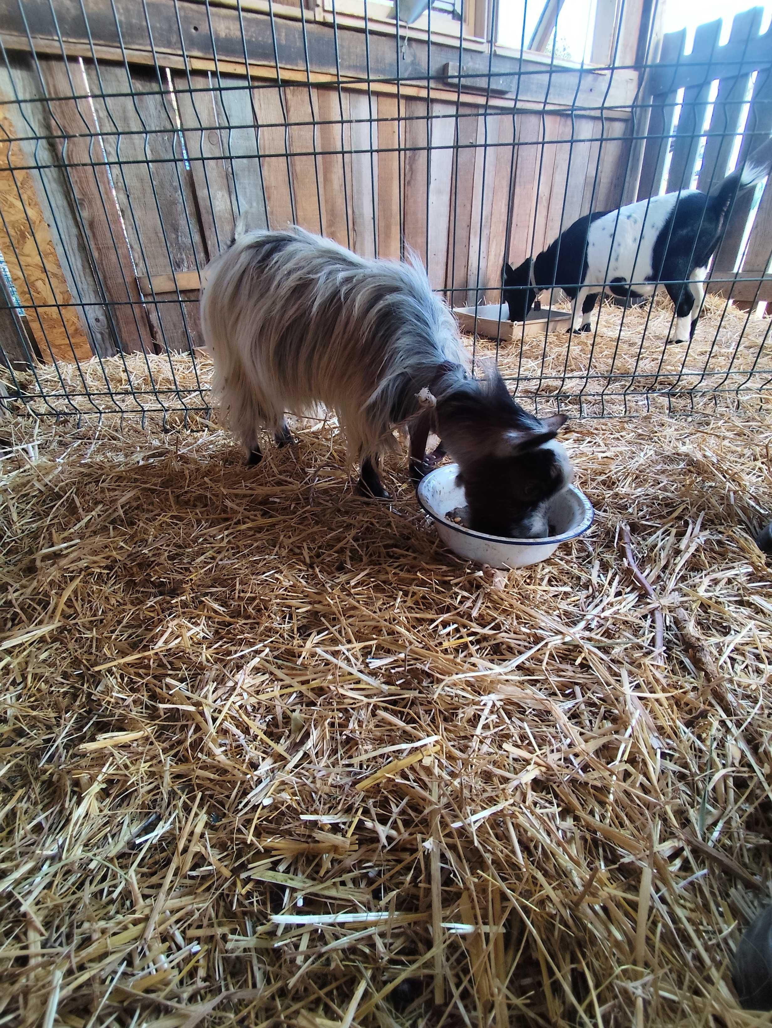 Chibo micro anão!