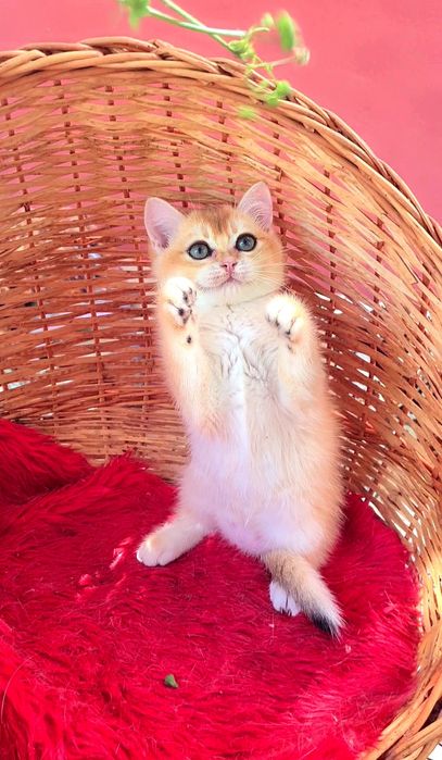 Очікують нову родину кошенята золота шиншила