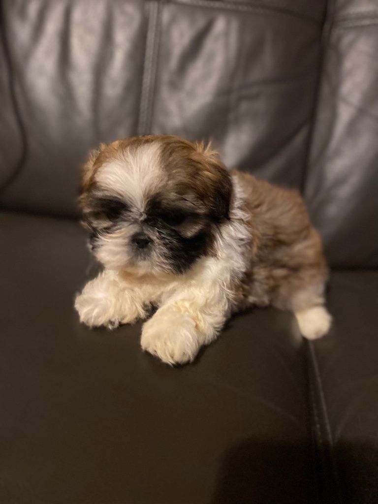 Shih TZU szczeniak