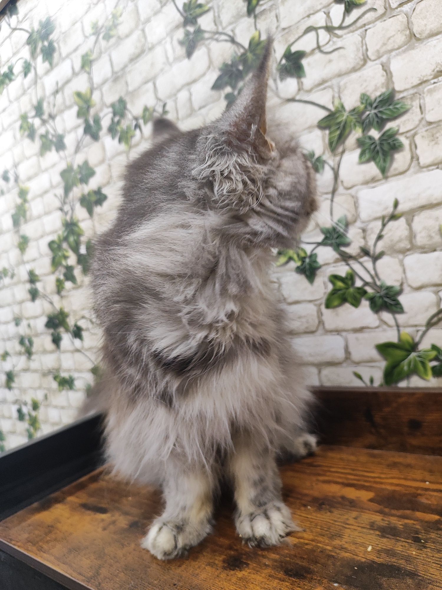 Maine Coon kotka