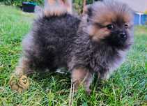 Szpic miniaturowy piesek xs