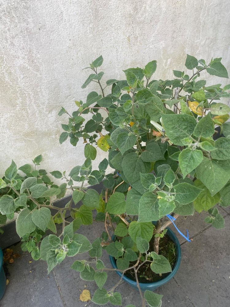 Phisalis vaso preco individual physalis fisalis