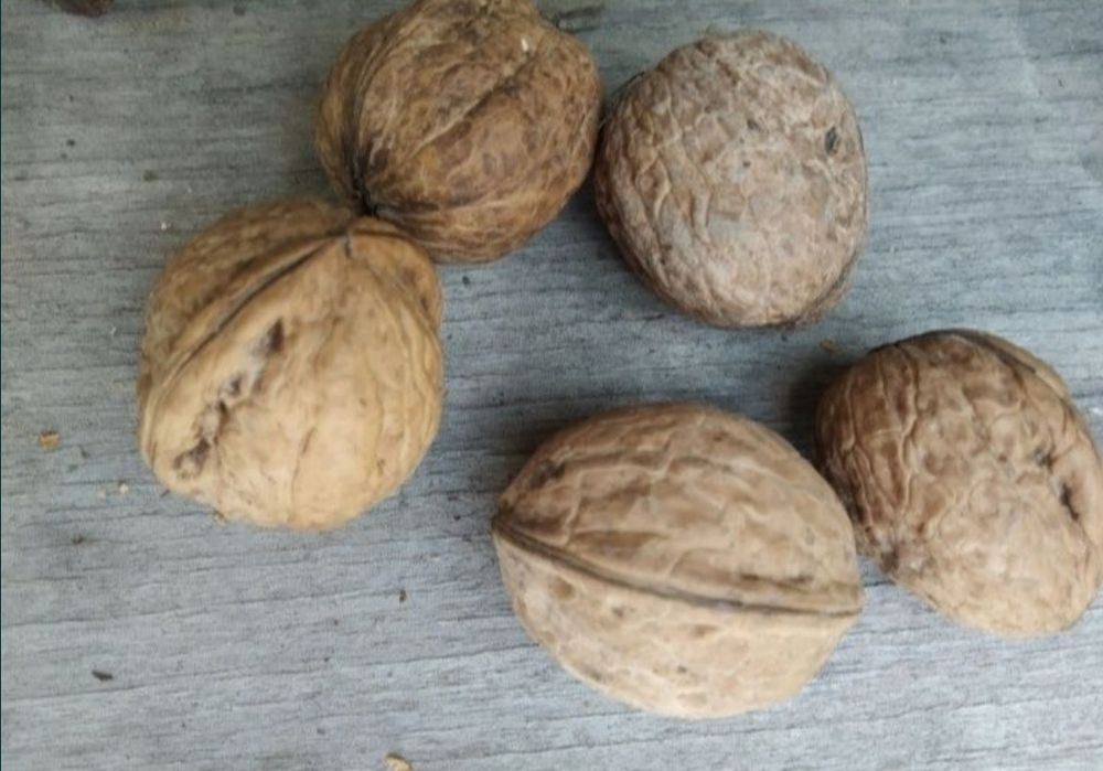 Orzechy włoskie całe niełuskane