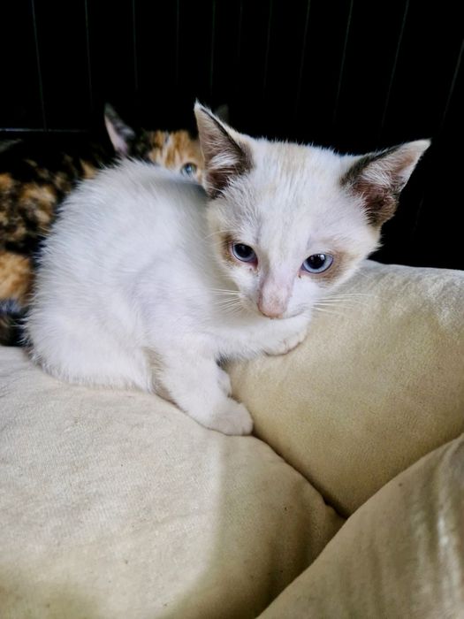 Bebés fêmeas com cerca de 2 meses para adoção responsável