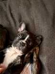Buldog Francuski