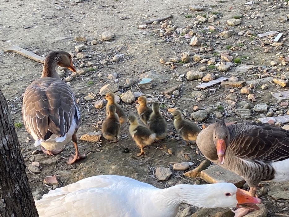 Ganso comum-ocidental, “Anser Anser”