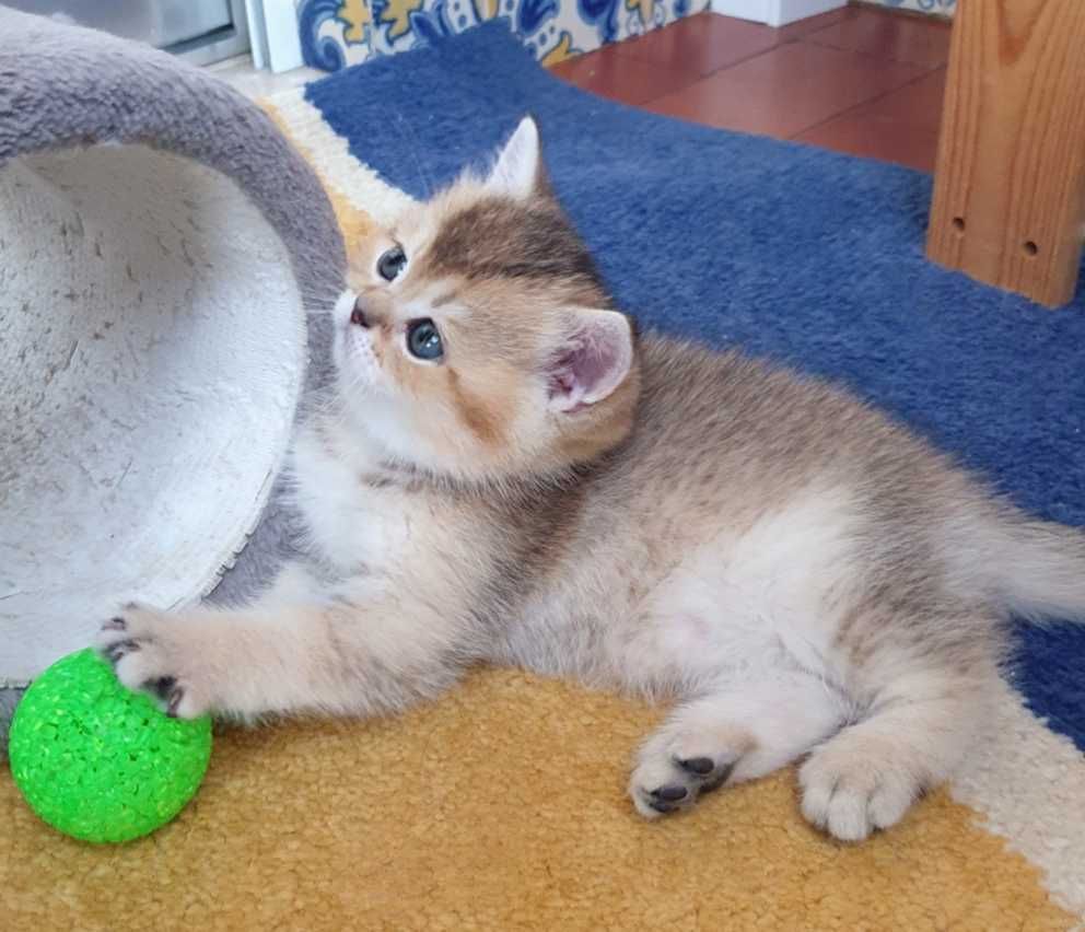 Gatinho British shorthair