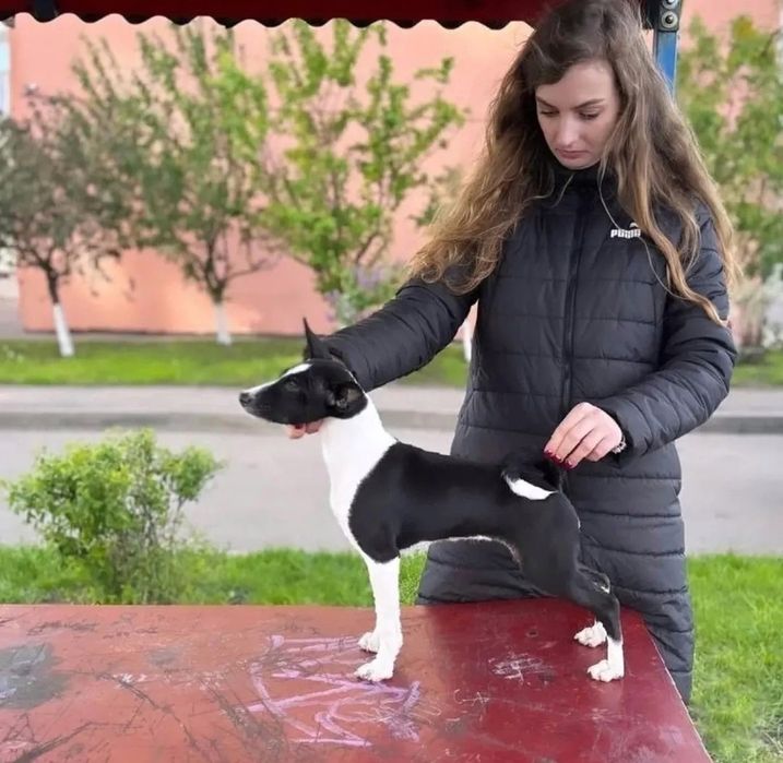 Щенки басенджи шоу класса