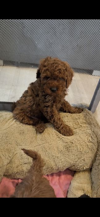 Pudel toy/mini , pudel red