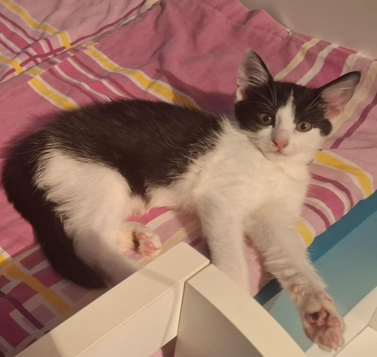 OKAZJA! Bardzo milutka koteczka