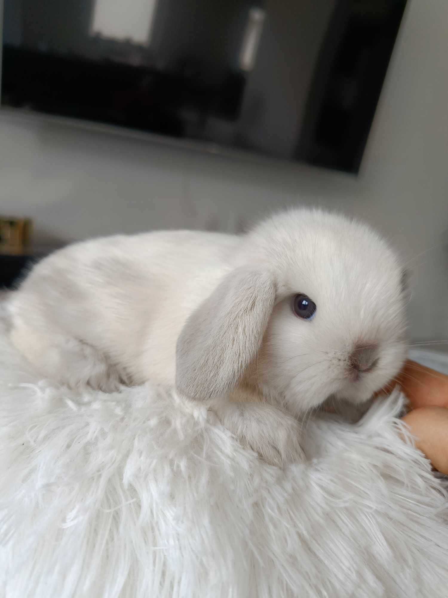 Mini lop karzełek Teddy hodowla zarejestrowana