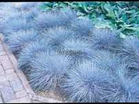 Festuca glauca kostrzewa sina trawa ozdobna trawy ozdobne