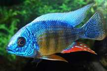 GB MALAWI Pyszczak Protomelas Taiwan Reef - dowóz ryb!
