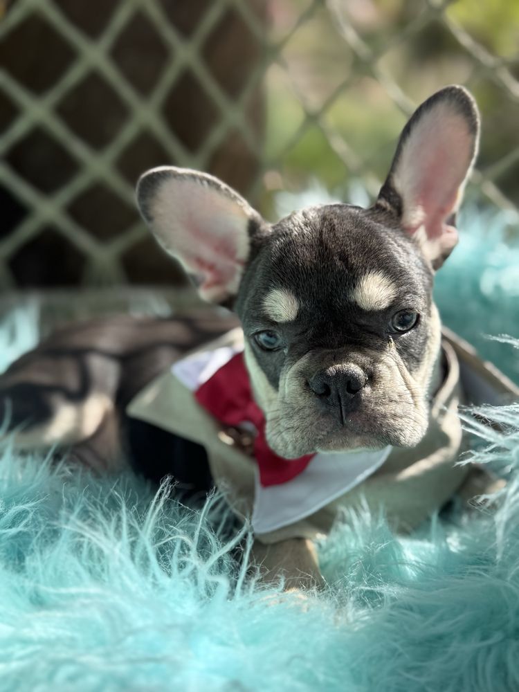 Bulldog Francês macho