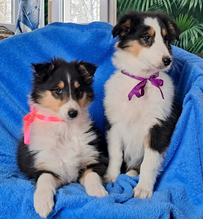 Gotowa Do odbioru -Sunia Owczarek Szkocki długowłosy Collie