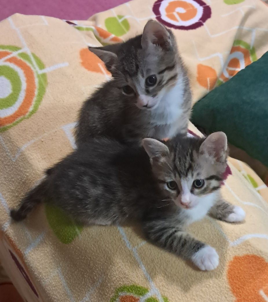 2 gatinhos tigrados com 6 semanas para adoção