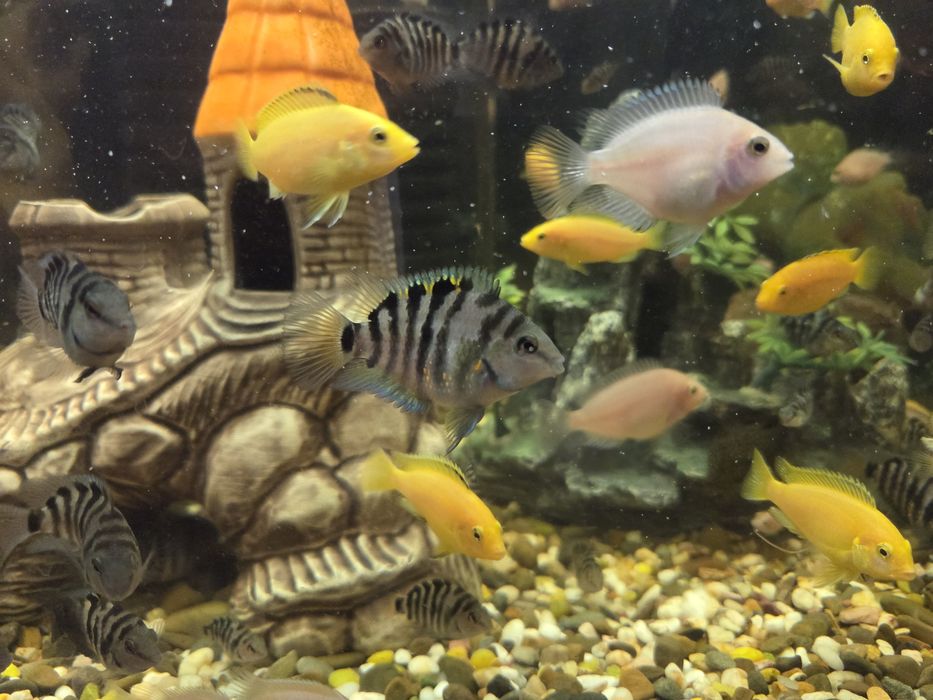Продам рибок,цихліди, Єллоу