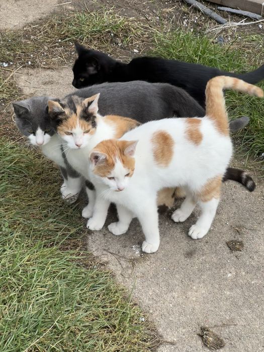 Kotka rudo-czarno-biała