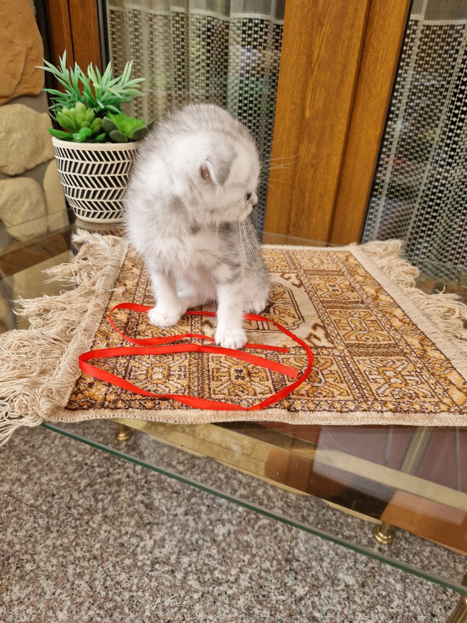 Kotka srebrna tabby krótkowłosa
