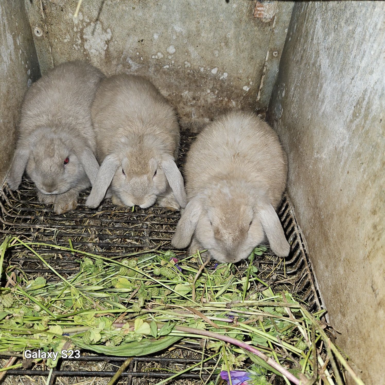 Coelhos anão Belier mini lop)