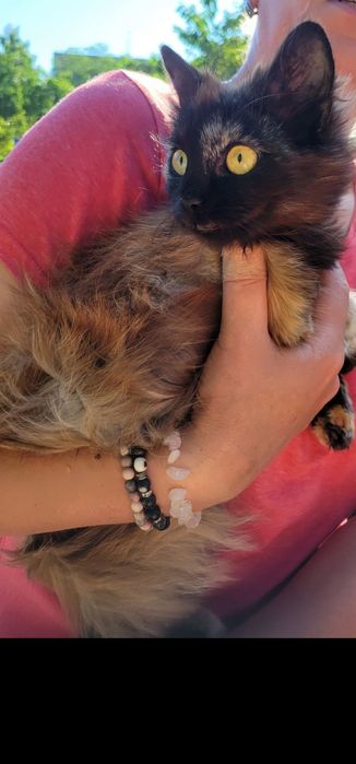 Стерилизованая кошечка. Кошка даром. Котята бесплатно. Котенок