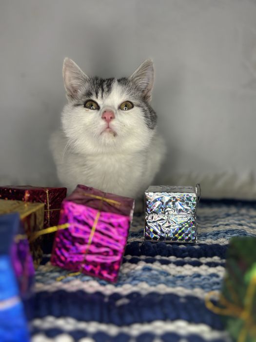 Кошеня в добрі руки