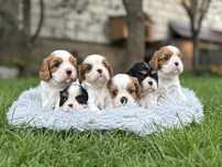 Piesek Cavalier King Charles Spaniel