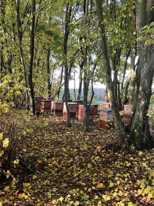 Запилення медоносних рослин